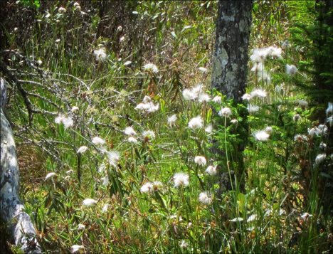 Adirondack Wildflowers:  Cotton Grass on Barnum Bog at the Paul Smiths VIC